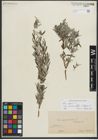 Foto von Salix repens subsp. rosmarinifolia (L.) Andersson